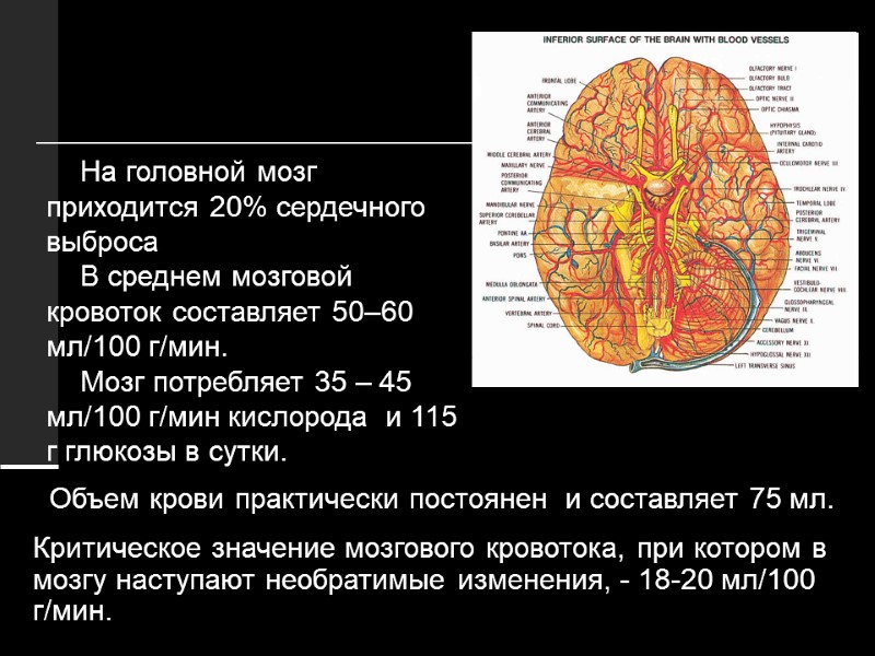 Объем крови практически постоянен  и составляет 75 мл.  Критическое значение мозгового кровотока,